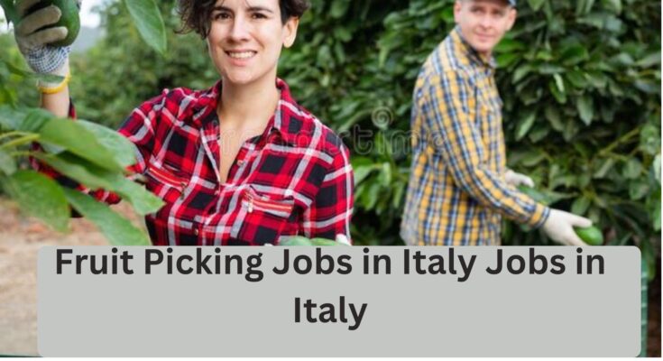 Fruit Picking Jobs in Italy Jobs in Italy